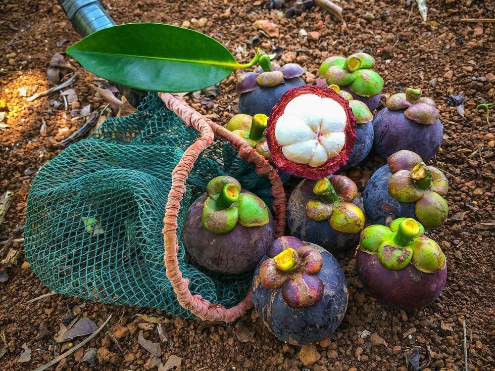 The most prominent mangosteen growing regions in Vietnam are concentrated mainly in the Mekong Delta (Source: Freepik)